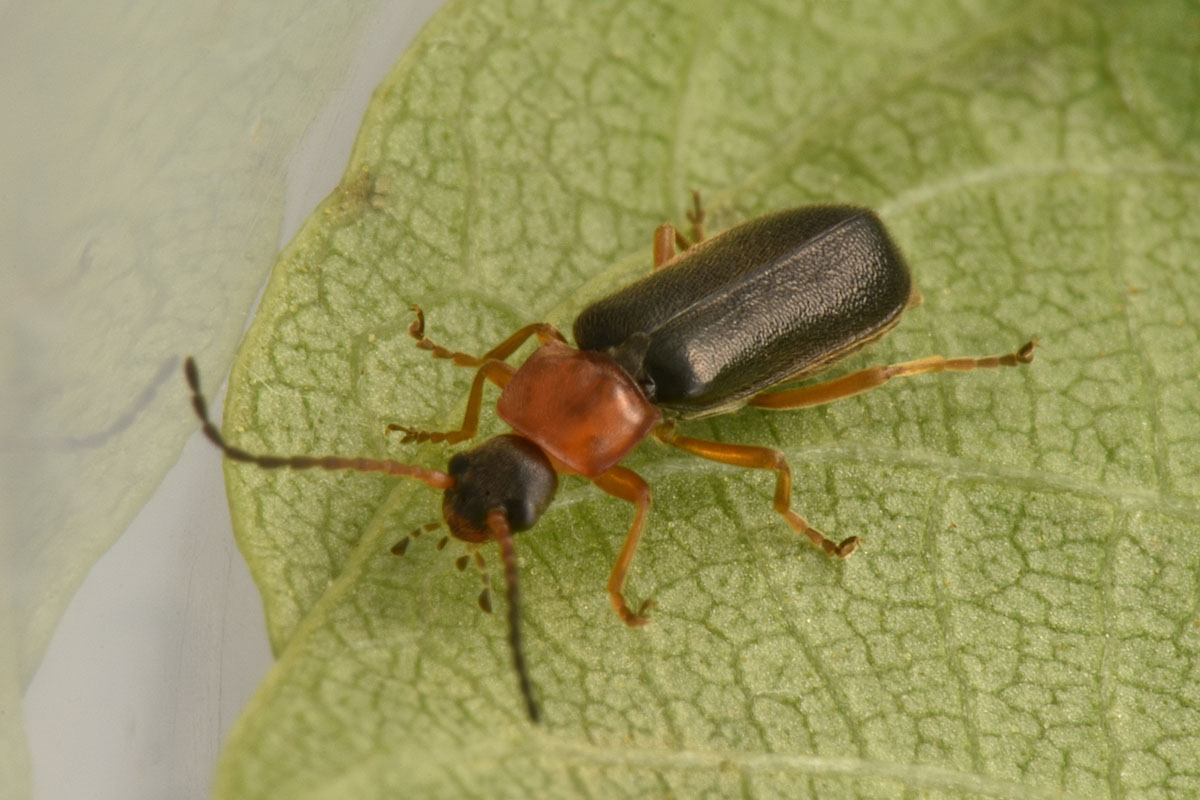 Cantharidae: Cratosilis sicula